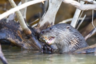 Southern river otter (Lontra longicaudis) Pantanal Brazil