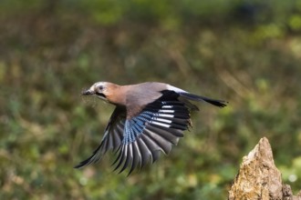 A jay (Garrulus glandarius) with nesting material in its beak flies with outstretched wings over a