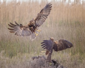 Marsh harrier (Circus aeruginosus) medium-sized bird of prey, female, hunting in reeds, on the