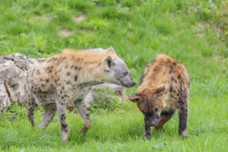 Two adult spotted hyenas (Crocuta crocuta), one male and one female, display courtship behaviour