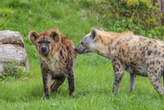 Two adult spotted hyenas (Crocuta crocuta), one male and one female, display courtship behavior