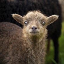 Brown lamb, portrait, funny facial expression, insecure, suspicious, Ouessant sheep (Breton dwarf
