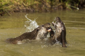 Two otters engage playfully in the water, splashing water visible, European otter (Lutra lutra),
