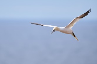 Northern gannet (Morus bassanus) flying over the sea, wildlife, Helgoland, Germany, Europe