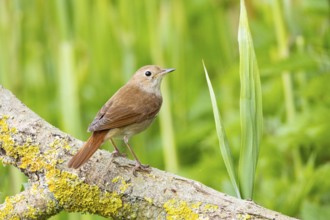 Nightingale (Luscinia megarhynchos) Germany