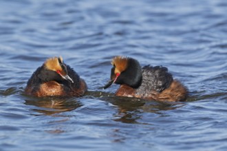 Horned Grebe (Podiceps auritus), Oulu, Finland, Europe