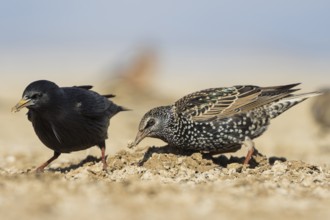 Common Starling - Star - Sturnus vulgaris ssp. vulgaris, Spain, with Spotless Starling, Europe
