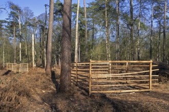 Wooden lattice called reeblock, roe deer block, fence for game browsing protection of young trees