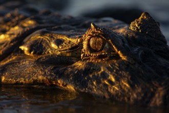 Spectacled caiman (Caiman crocodilius) Pantanal Brazil