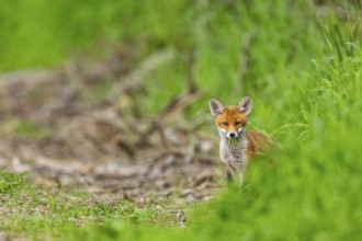 Fox (Vulpes vulpes) puppy Germany