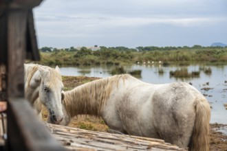 Two white horses grazing peacefully by the water in s'albufera natural park, mallorca, with birds