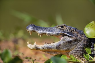 Spectacled caiman (Caiman crocodilius) Panatanal Brazil