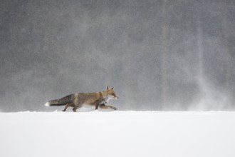 Red fox in the snow, Steinborn, Rhineland-Palatinate, Germany, Europe