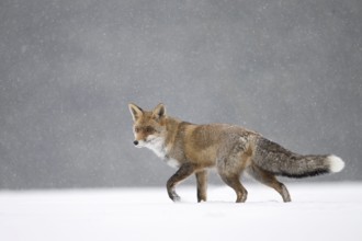 Red fox in the snow, Steinborn, Rhineland-Palatinate, Germany, Europe