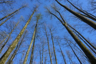 View to the sky through slender alder tree trunks, which stand out against a bright blue, spring,
