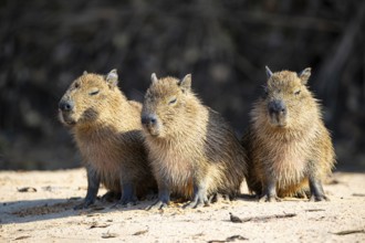 Capybara (Hydrochaeris hydrochaeris) Pantanal Brazil