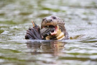 Giant otter (Pteronura brasiliensis) Pantanal Brazil