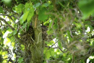 Blackbird (Turdus merula) sits in its well-hidden nest between branches, Germany, Europe