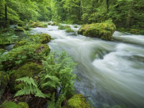 White water and rapids on the Trieb stream in the Triebtal nature reserve in Vogtland, Plauen,