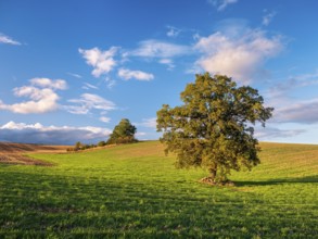 Green field with solitary oak tree under blue sky with clouds in autumn, Burgenlandkreis,