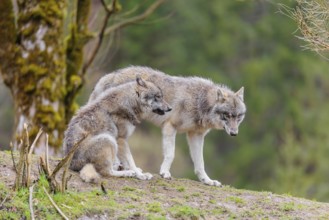 Two grey wolves (Canis lupus lupus) on a hill, one standing, one sitting