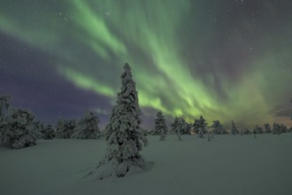 Northern lights over winter landscape, snow-covered trees, Riisitunturi National Park, Posio,