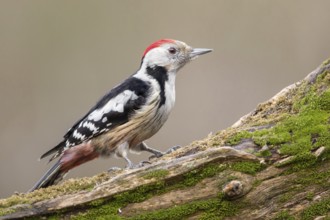 Middle Spotted Woodpecker (Dendrocoptes medius) climbing up old mossy tree trunk, Poland, Europe