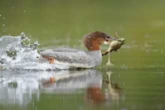Common merganser. Mergus merganser. A female caught a bull frog and swims fast to escape from a