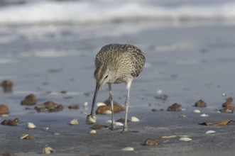 Whimbrel (Numenius phaeopus) foraging, Gambia, Africa