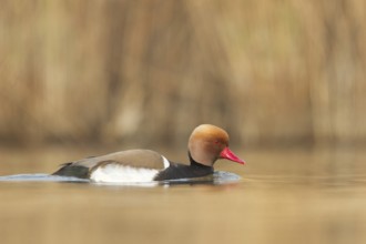Red-crested Pochard (Netta rufina) male, Vorarlberg, Austria, Europe