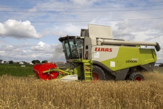 Grain harvest in the Rhein-Pfalz district near Mutterstadt