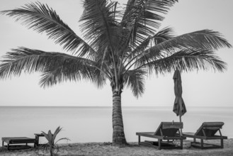 Beach with palm tree and reserved deckchairs in front of sunrise, Koh Chang, Andaman Sea, Southern