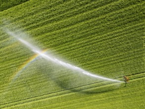 Artificial irrigation of a cereal field in April, with a sprinkler system, long dry spell in spring