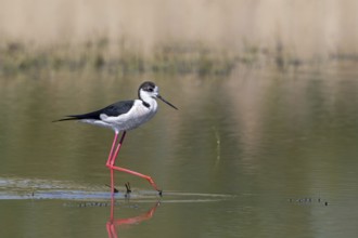 Black-winged stilt (Himantopus himantopus) adult male foraging in shallow water of pond at wetland