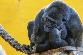 A gorilla is sitting on a wooden platform and looking down. The scene is set in a zoo, and the