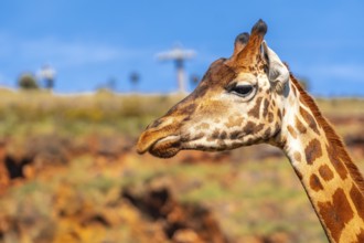 A giraffe is standing in front of a rocky hill. The giraffe is looking at the camera