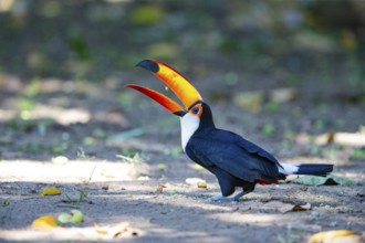 Giant toucan (Ramphastos toco) Pantanal Brazil