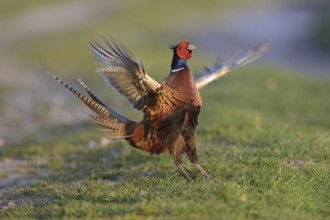 Common Pheasant (Phasianus colchicus) male mating, Lower Saxony, Germany, Europe