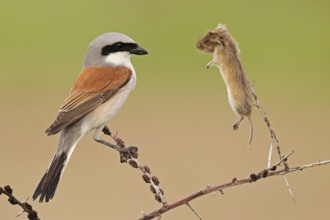 Red-backed Shrike (Lanius collurio) male, Baden-Wuerttemberg, Germany, Europe
