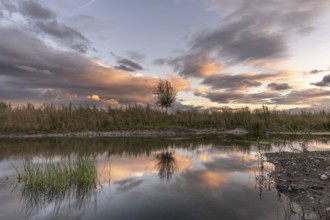 A body of water with a tree in the foreground. The water is calm and the sky is cloudy. Bas-Rhin,