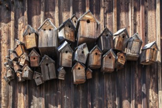 Various birdhouses on a wooden wall, near Füssen, Ostallgäu, Allgäu, Bavaria, Germany, Europe