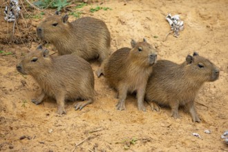 Capybara (Hydrochaeris hydrochaeris) Pantanal Brazil