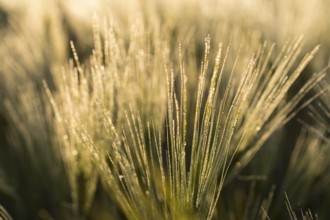 Awns of barley (Hordeum vulgare) with water droplets in the backlight, ear of grain in the morning
