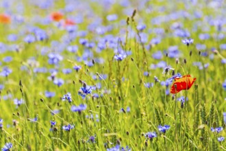 Cornflowers (Centaurea cyanus) in bloom, Saxon Switzerland, Saxony, Germany, Europe