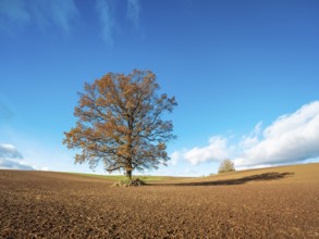 Solitary oak tree on ploughed field under blue sky with clouds in autumn, Burgenlandkreis,