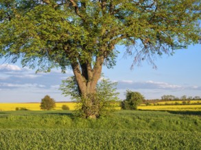 Field landscape with lime tree and flowering rape field in spring, near Freyburg, Saxony-Anhalt,