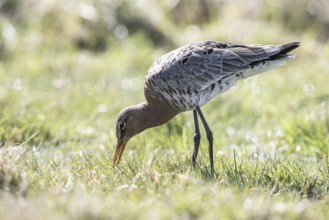 Black-tailed godwit (Limosa limosa), Lower Saxony, Germany, Europe