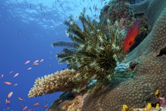 Underwater photo of Noble feather star (Comaster nobilis) hair star sits on stony coral