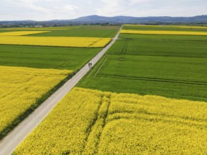 Two joggers run between blossoming rape fields towards the Taunus ridge. (Aerial photo with a