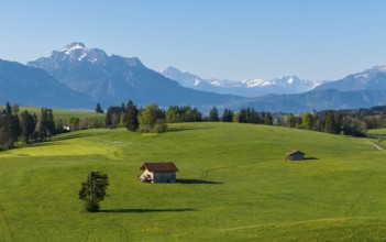 Two huts stand on blooming meadows with mountains in the background and blue sky, Alps, near
